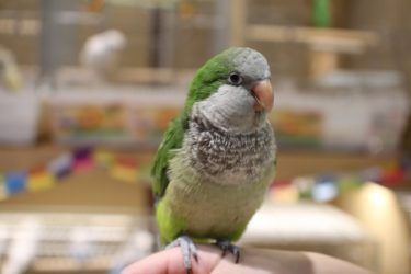 インコにおもちゃを与えると怖がるが、どうしたら良いのか