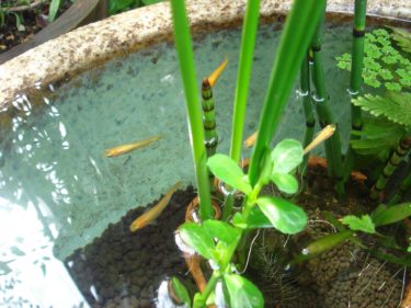 ビオトープの水草選び！越冬できて育てやすい水草の選び方