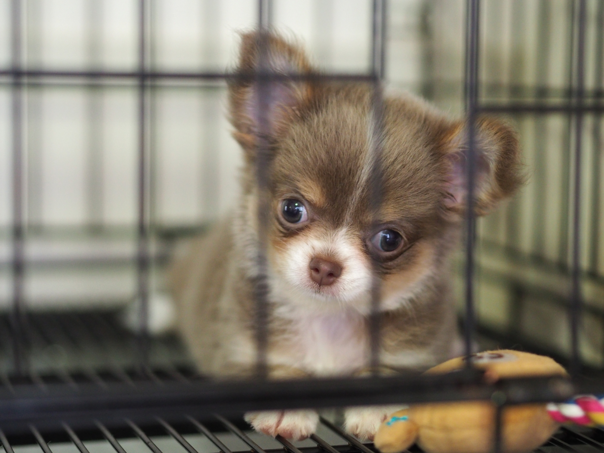 犬のケージの配置のポイント 愛犬の快適環境やトイレと多頭飼育 パピファ