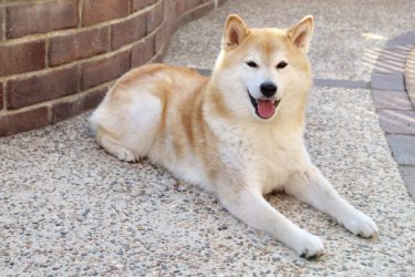 白い柴犬の子犬は貴重？白い柴犬の特徴や性格、子犬の選び方