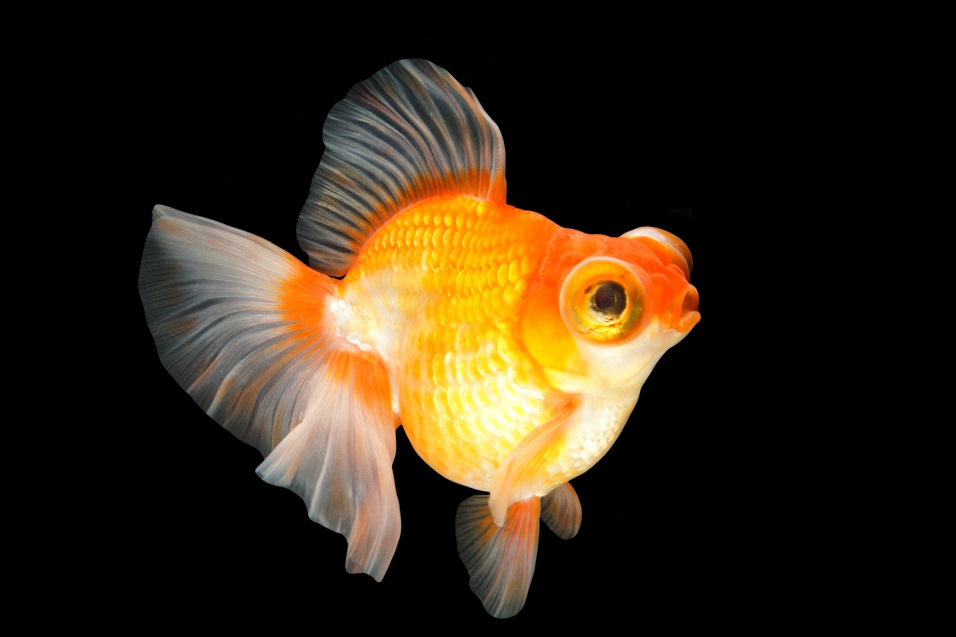 金魚が金魚を追いかけるときの対策や改善方法を紹介します パピファ