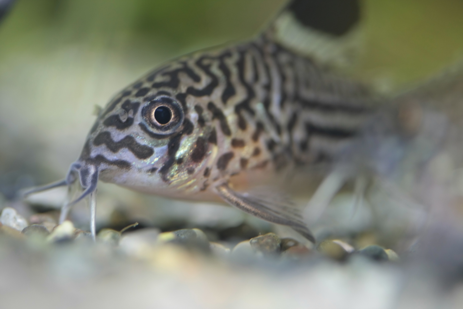 プラティの稚魚の成長速度と出産サイクル 繁殖させる時の注意点 パピファ