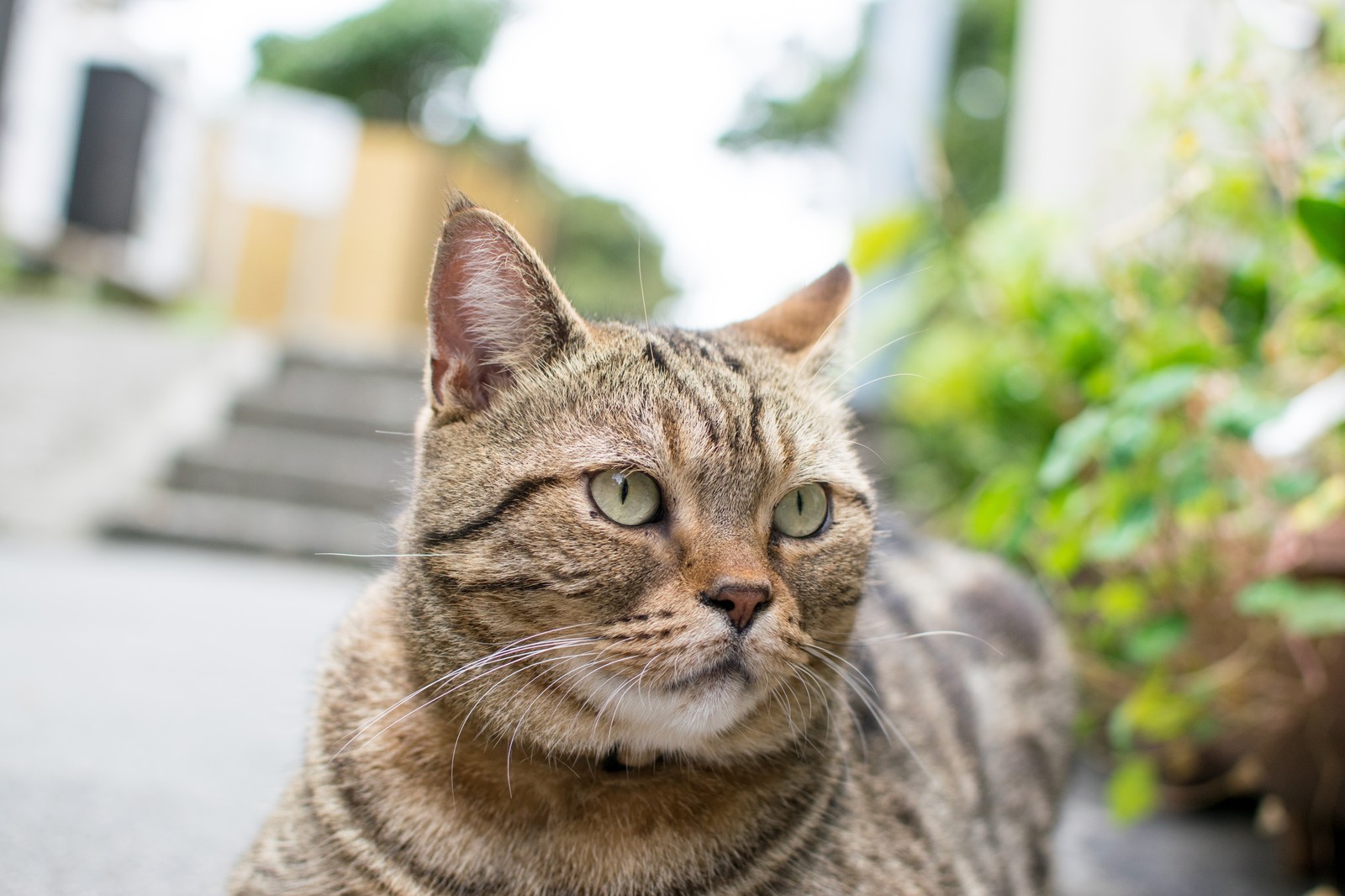 猫がうるさいからイライラしてしまうときの対処方法を紹介します パピファ