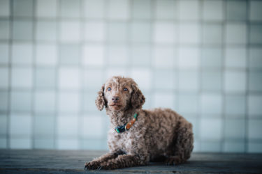 犬には英語でしつけをするのが良い？そう言われる理由と注意点
