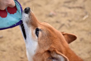 犬の甘噛みにはどんな意味が隠されている？理由と対処方法