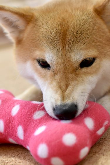犬が威嚇するのは直せる？犬のしつけをするときのコツ