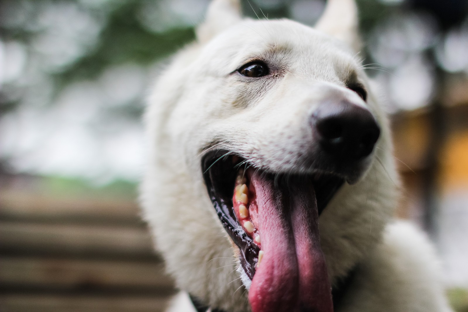 犬の甘噛み 成犬のしつけ 噛み癖にならずにやめさせる方法 パピファ