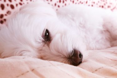 犬がトイレで寝る理由や、やめさせる方法についてご紹介