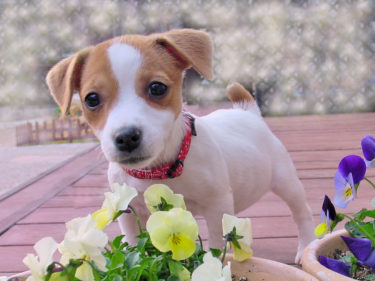 子犬の首輪はいつから付ける？時期や選び方、装着方法をご紹介