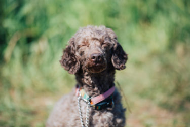 犬が撫でられると喜ぶ場所やコミュニケーションを深める関わり方