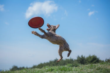 犬がボールを持ってこない理由とボール遊びの練習方法