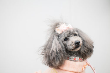犬は生理で食欲低下したときの対処法と犬のためのマナーを紹介