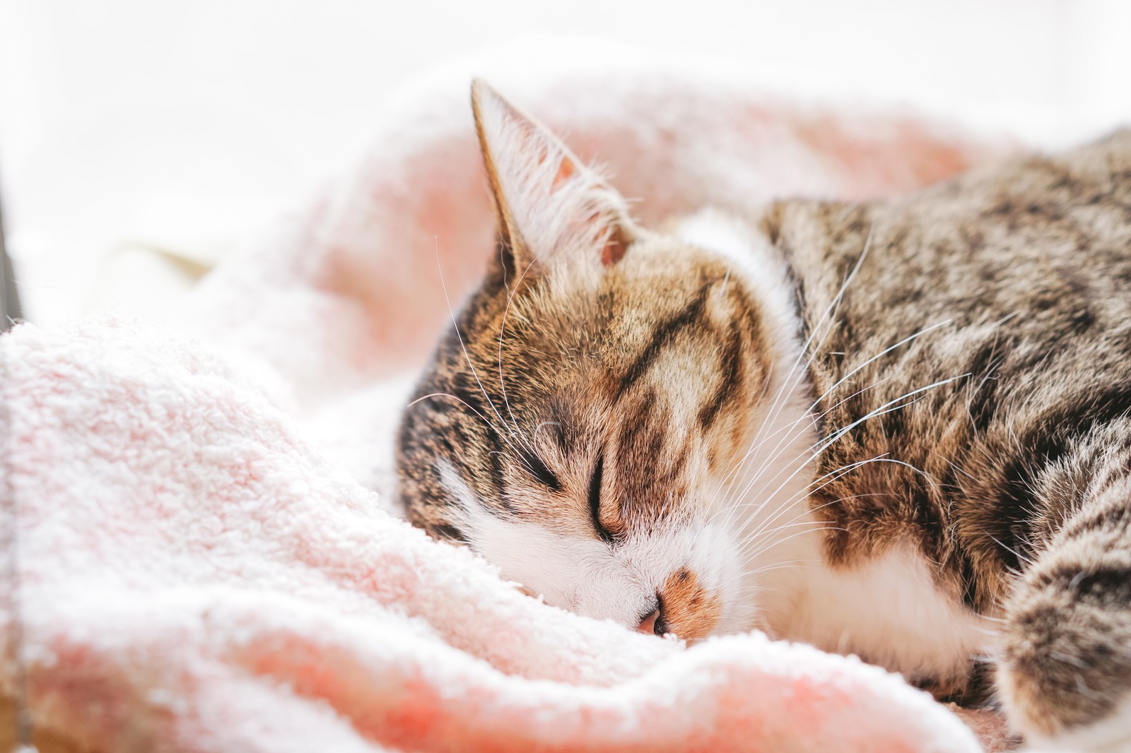 猫の睡眠時間は一日何時間 年齢別の眠る長さと睡眠中の気持ち パピファ